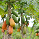 The Powerhouse Fruit : Unveiling the Health Benefits of Papaya