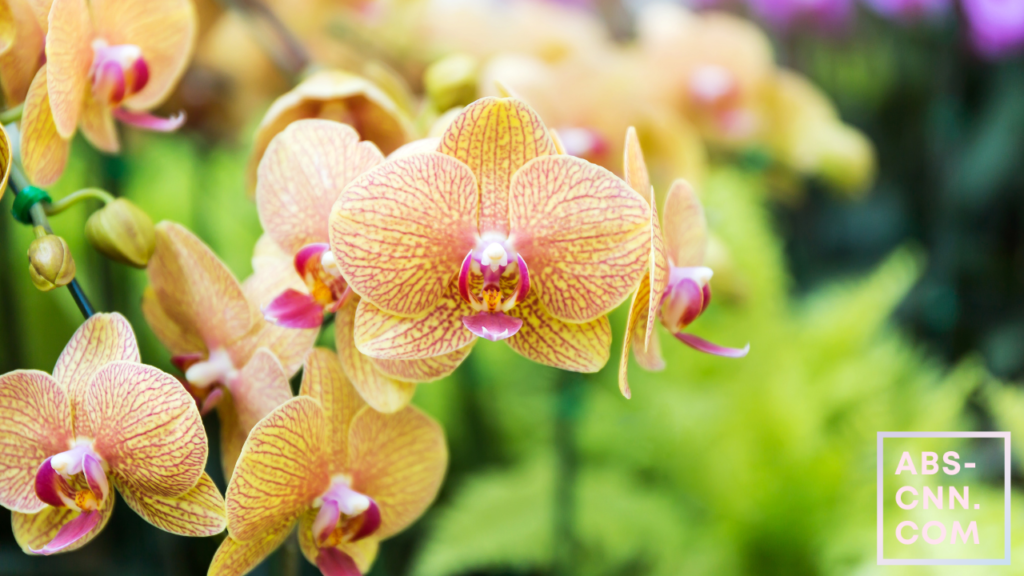 The Beauty of Phalaenopsis Orchids with a Light Yellow Centre