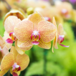 The Beauty of Phalaenopsis Orchids with a Light Yellow Centre