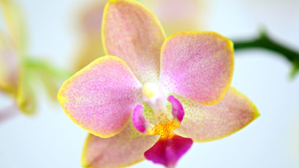 The beauty and symbolism of Phalaenopsis orchids with a light yellow center. Bring joy and elegance to your home or garden with these captivating orchids.