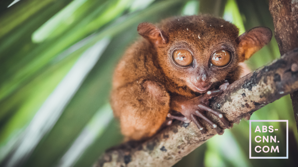 The Enigmatic Philippine Tarsier: A Tiny Creature with a Big Personality