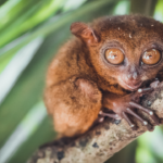 The Enigmatic Philippine Tarsier: A Tiny Creature with a Big Personality