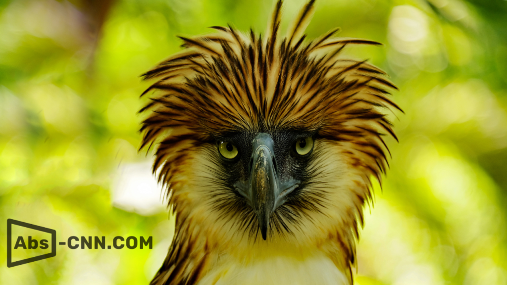 The Majestic Philippine Eagle: A Symbol of Pride and Conservation
