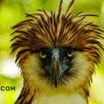The Majestic Philippine Eagle: A Symbol of Pride and Conservation