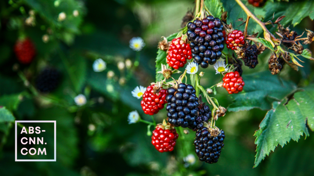 The Benefits of Including Blackberries in Your Diet