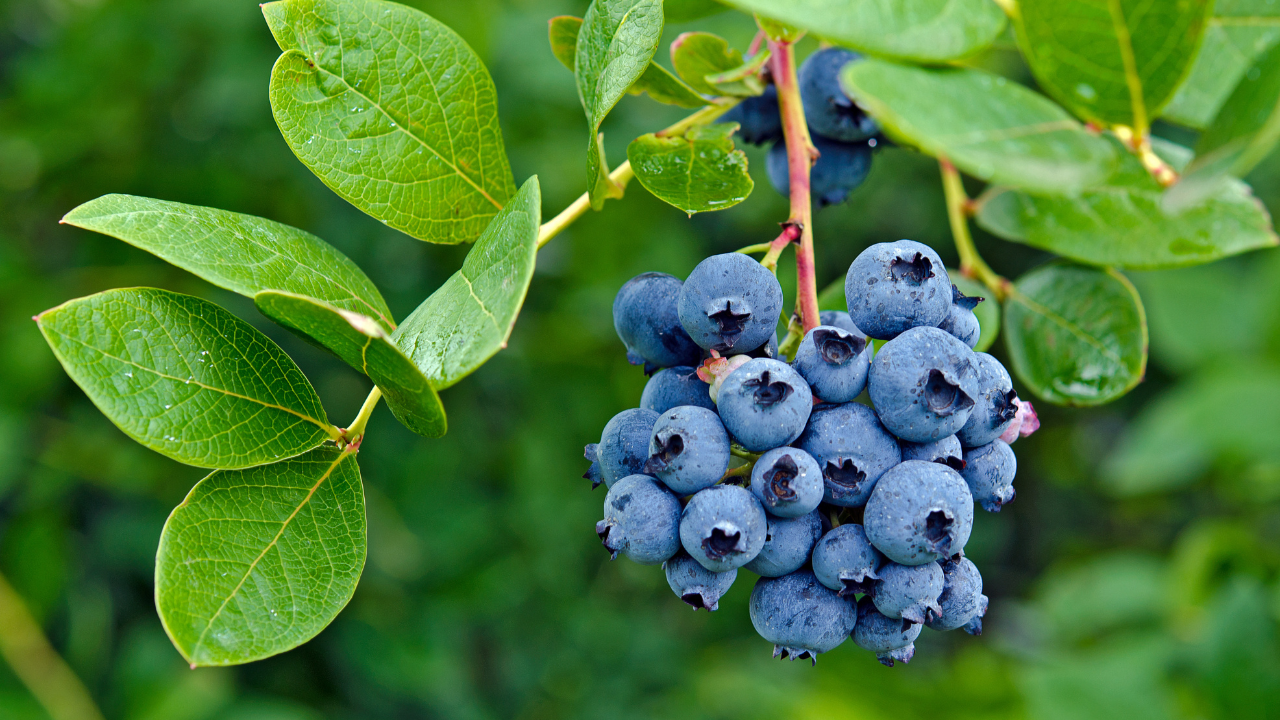 Blueberries Health Benefits | Supports Brain Health