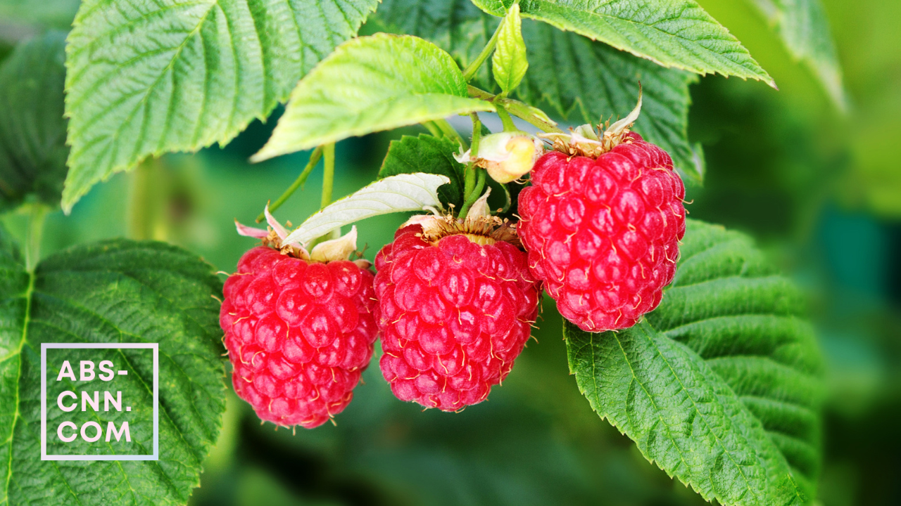 Delicious and Nutritious: Why You Should Include Raspberries in Your Diet